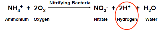 Επίδραση Νιτροποίησης στο εδαφικό ph Κατά την μετατροπή αμμωνιακού Ν σε νιτρικό Ν (νιτροποίηση) ελευθερώνονται Η + στο εδαφικό περιβάλλον