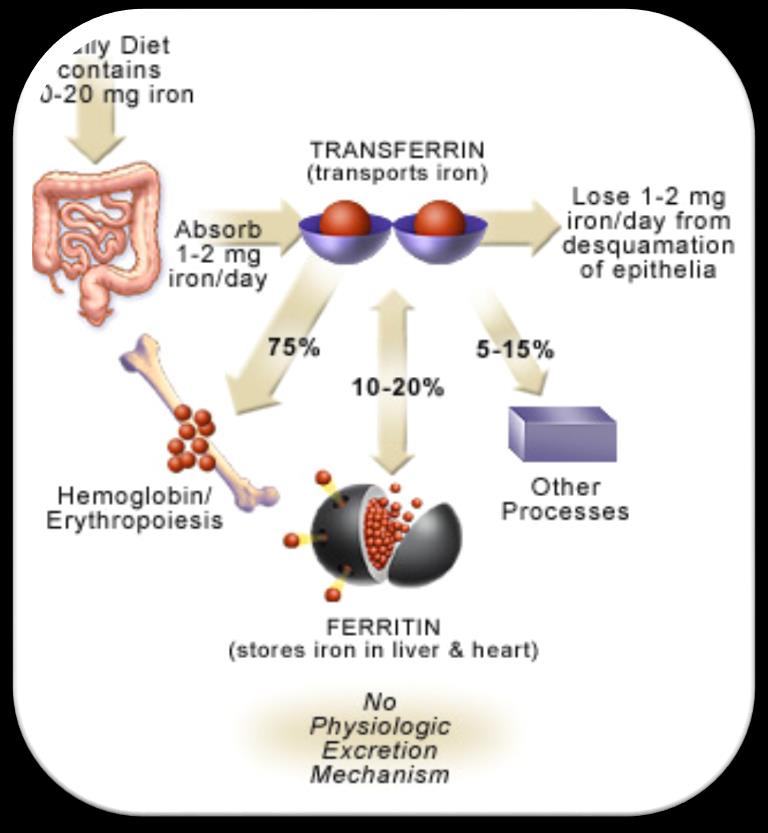 Μεταβολισμός σιδήρου Απορρόφηση στο ανώτερο εντερικό τμήμα Μικρή απώλεια από τα επιθηλιακά κύτταρα Σύνδεση στην κυκλοφορία προς μεταφορά με