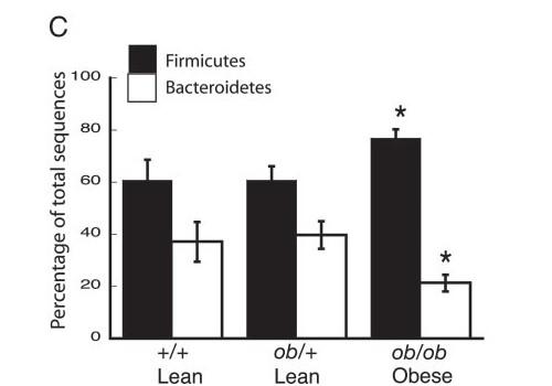Bacteroidetes σε