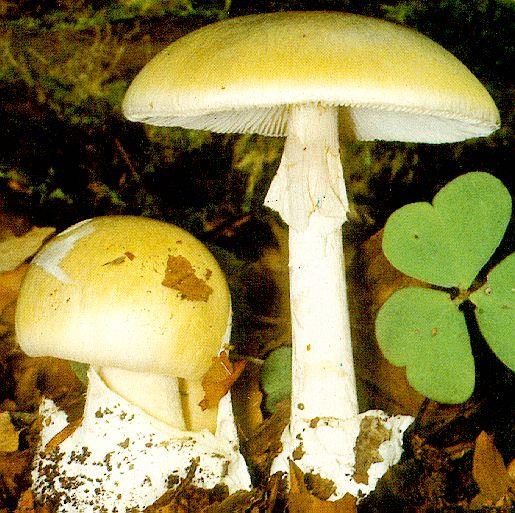 Inhibitorji transkripcije Aktinomicin D iz talnih bakterij rodu Streptomyces inhibira transkripcijo, tako da se vrine