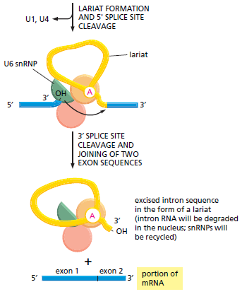 Zorenje mrna Izrezovanje intronov splicing: Kompleks snrna in
