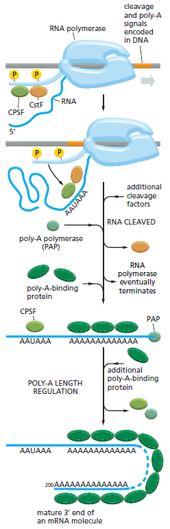 Zorenje mrna