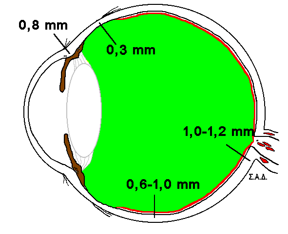 Ο έσω 5,5 mm, 6,5 mm ο κάτω, 6,9 mm ο έξω και 7,7 mm ο άνω ορθός, έτσι που οι καταφύσεις τους να αφορίζουν έλικα, γνωστή σαν η έλιξ του Tillaux.