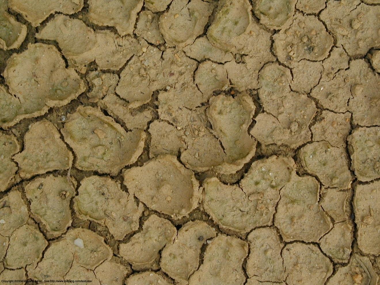 Mud Cracks