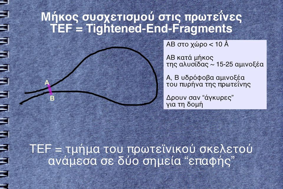 υδρόφοβα αμινοξέα του πυρήνα της πρωτεΐνης Α Β Δρουν σαν άγκυρες για