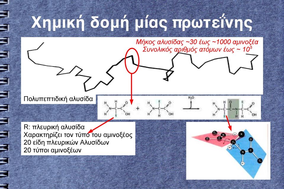 Πολυπεπτιδική αλυσίδα R: πλευρική αλυσίδα Χαρακτηρίζει