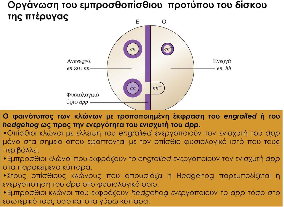 Οπίσθιοι κλώνοι με έλλειψη του engrailed ενεργοποιούν τον ενισχυτή του dpp μόνο στα σημεία όπου εφάπτονται με τον οπίσθιο φυσιολογικό ιστό που τους περιβάλλει.