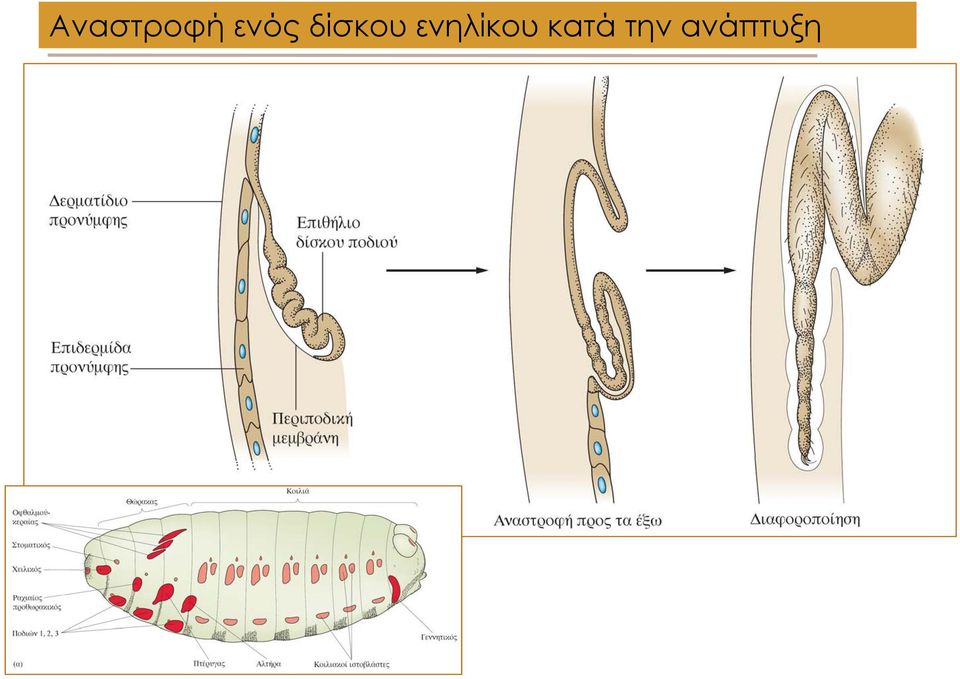 ενηλίκου