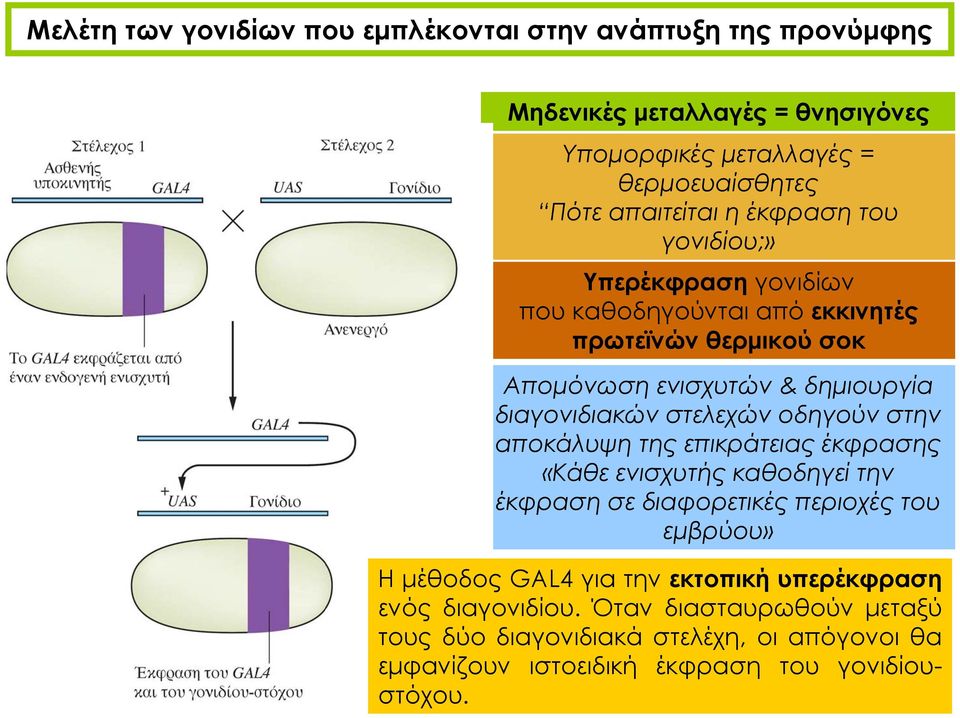 στελεχών οδηγούν στην αποκάλυψη της επικράτειας έκφρασης «Κάθε ενισχυτής καθοδηγεί την έκφραση σε διαφορετικές περιοχές του εμβρύου» Η μέθοδος GAL4 για