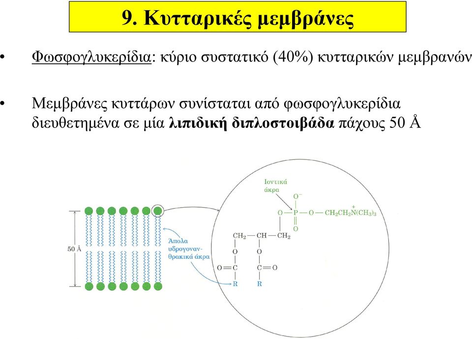 κυττάρων συνίσταται από φωσφογλυκερίδια