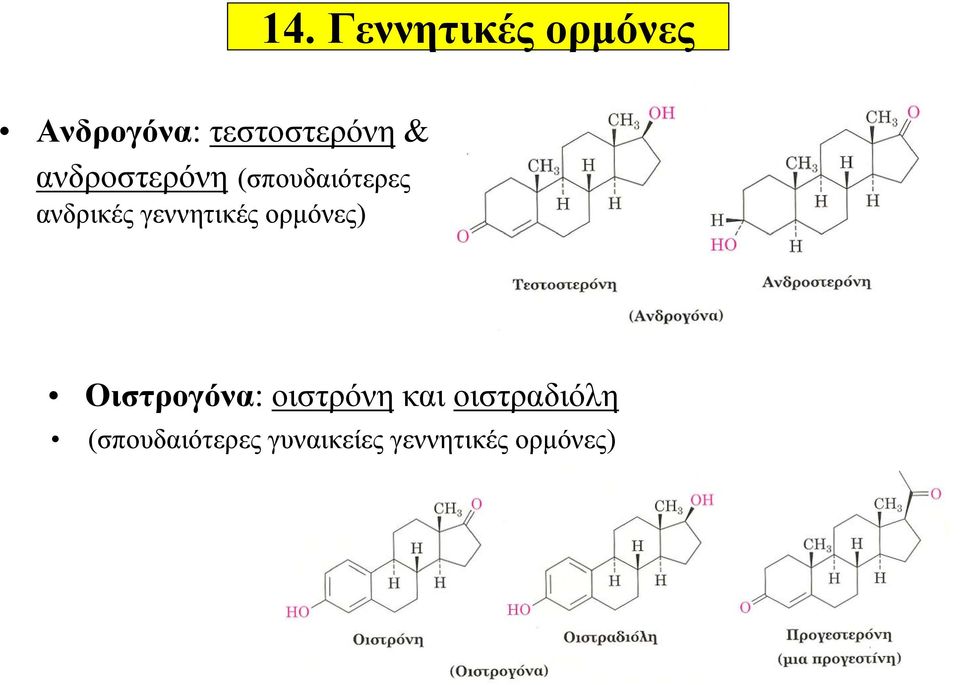 γεννητικές ορμόνες) Οιστρογόνα: οιστρόνη και