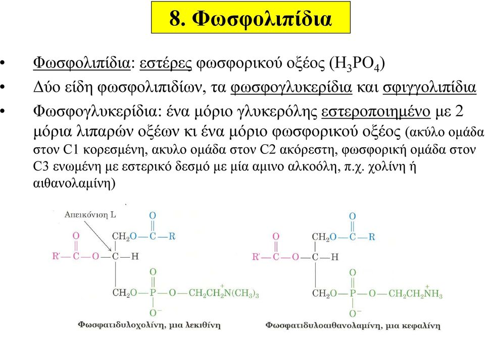 λιπαρών οξέων κι ένα μόριο φωσφορικού οξέος (ακύλο ομάδα στον C1 κορεσμένη, ακυλο ομάδα στον C2