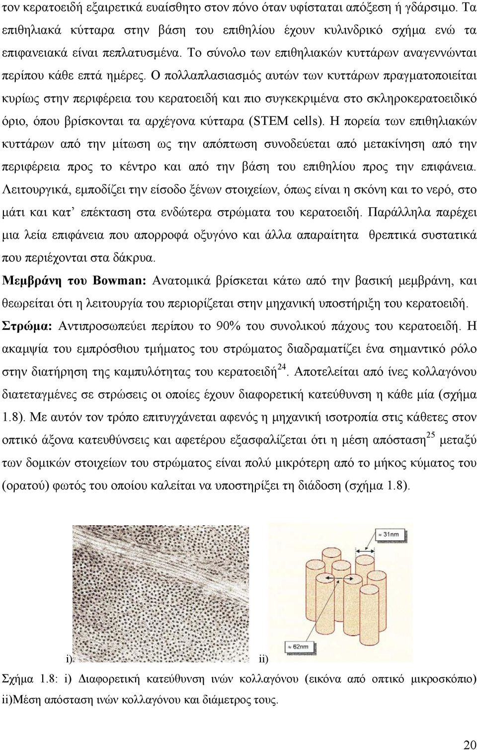 Ο πολλαπλασιασμός αυτών των κυττάρων πραγματοποιείται κυρίως στην περιφέρεια του κερατοειδή και πιο συγκεκριμένα στο σκληροκερατοειδικό όριο, όπου βρίσκονται τα αρχέγονα κύτταρα (STEM cells).
