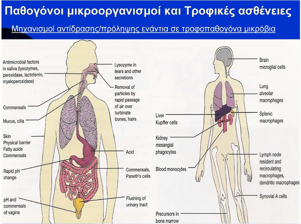 Μηχανισμοί