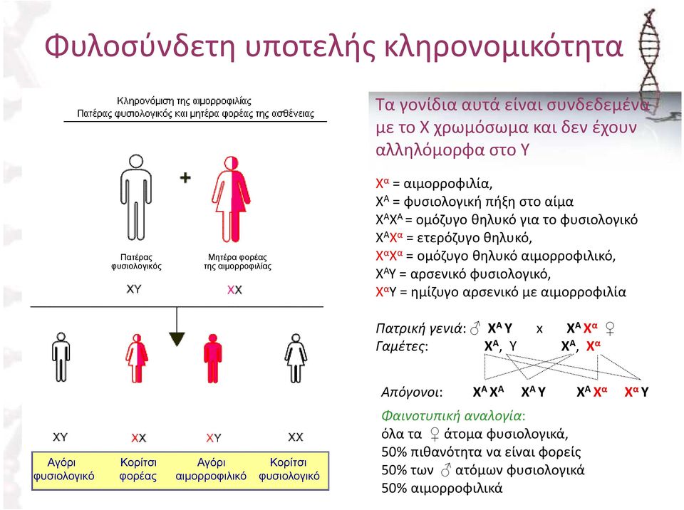 αρσενικό φυσιολογικό, Χ α Υ = ημίζυγο αρσενικό με αιμορροφιλία Πατρική γενιά: Χ Α Υ x Χ Α Χ α Γαμέτες: Χ Α, Υ Χ Α, Χ α Αγόρι Κορίτσι Αγόρι Κορίτσι φυσιολογικό φορέας