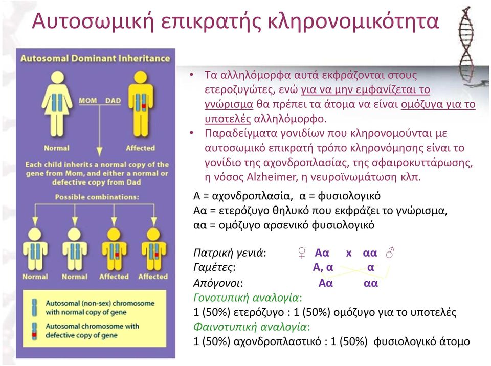 Παραδείγματα γονιδίων που κληρονομούνται με αυτοσωμικό επικρατή τρόπο κληρονόμησης είναι το γονίδιο της αχονδροπλασίας, της σφαιροκυττάρωσης, η νόσος Alzheimer, η