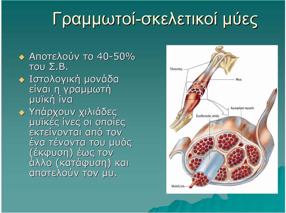 χιλιάδες μυϊκές ίνες οι οποίες εκτείνονται από τον ένα