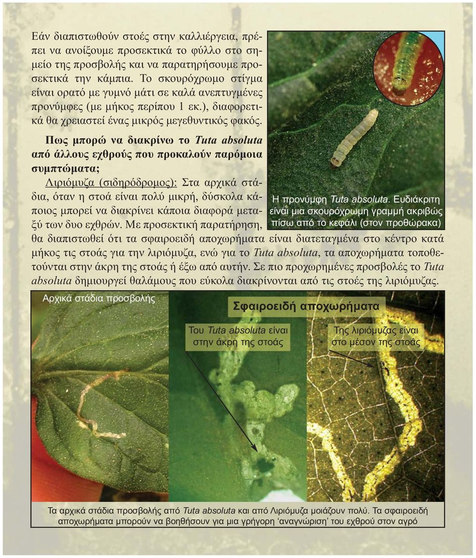 Πως μπορώ να διακρίνω το Tuta absoluta από άλλους εχθρούς που προκαλούν παρόμοια συμπτώματα; Λιριόμυζα (σιδηρόδρομος): Στα αρχικά στάδια, όταν η στοά είναι πολύ μικρή, δύσκολα κάποιος μπορεί να
