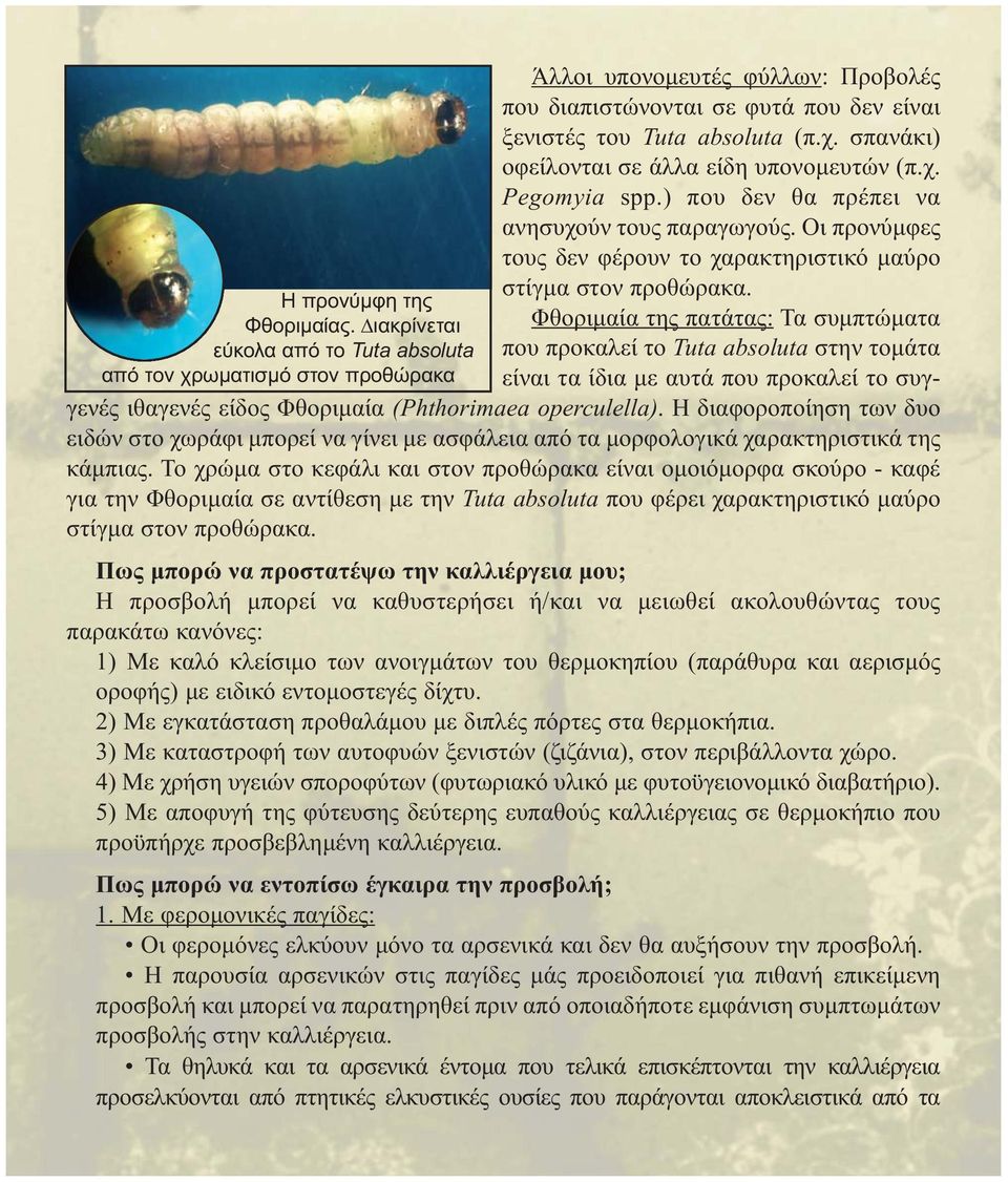 χ. Pegomyia spp.) που δεν θα πρέπει να ανησυχούν τους παραγωγούς. Οι προνύμφες τους δεν φέρουν το χαρακτηριστικό μαύρο στίγμα στον προθώρακα.