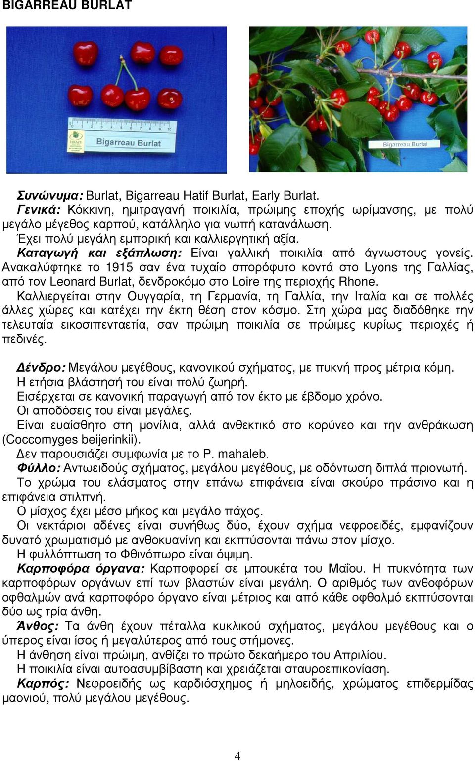 Ανακαλύφτηκε το 1915 σαν ένα τυχαίο σπορόφυτο κοντά στο Lyons της Γαλλίας, από τον Leonard Burlat, δενδροκόµο στο Loire της περιοχής Rhone.