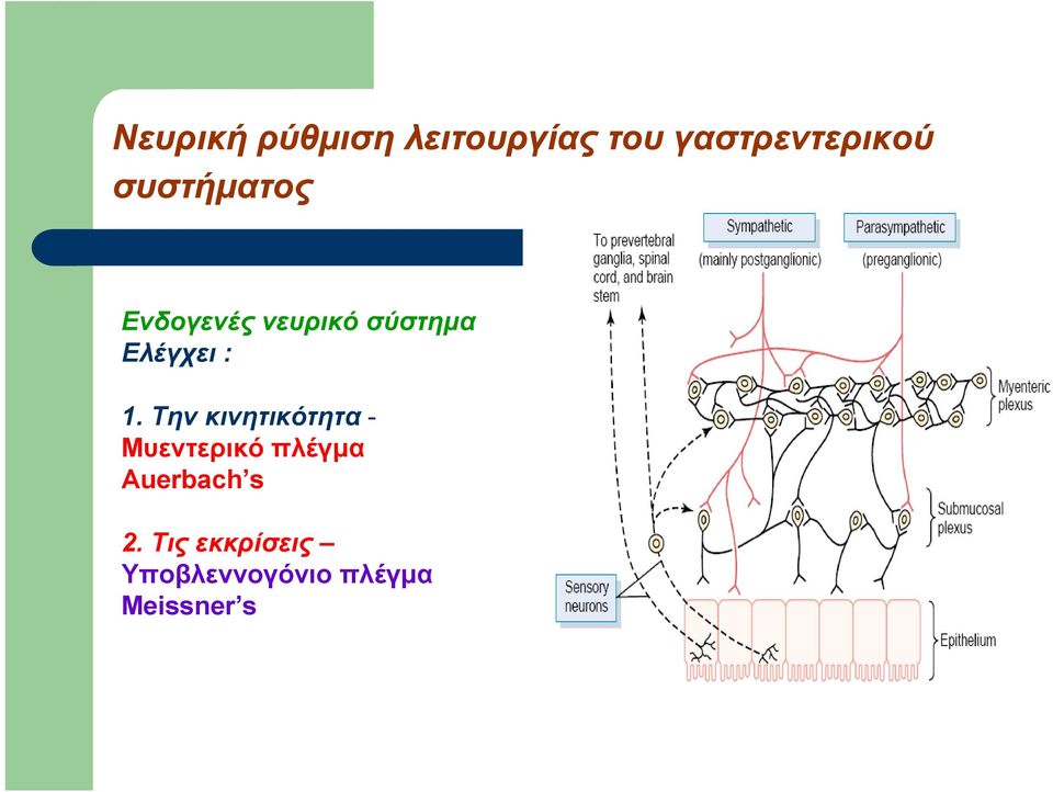 Την κινητικότητα - Μυεντερικό πλέγμα Auerbach s