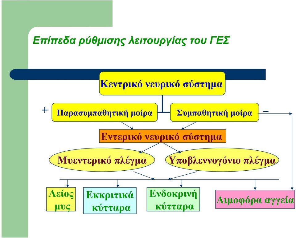 Εντερικό νευρικό σύστημα Μυεντερικό πλέγμα Υποβλεννογόνιο