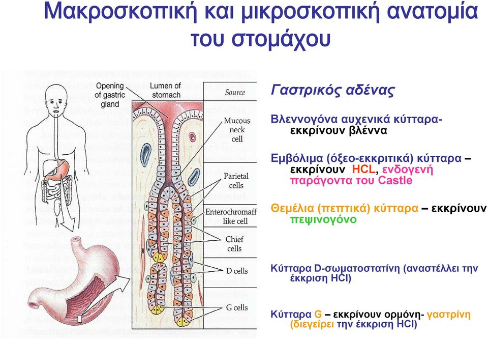 παράγοντα του Castle Θεμέλια (πεπτικά) κύτταρα εκκρίνουν πεψινογόνο Κύτταρα