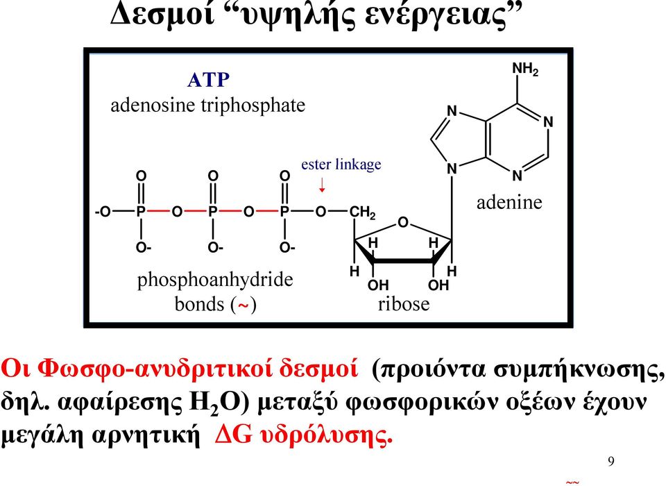 Οι Φωσφο-ανυδριτικοί δεσμοί (προιόντα α συμπήκνωσης, δηλ.