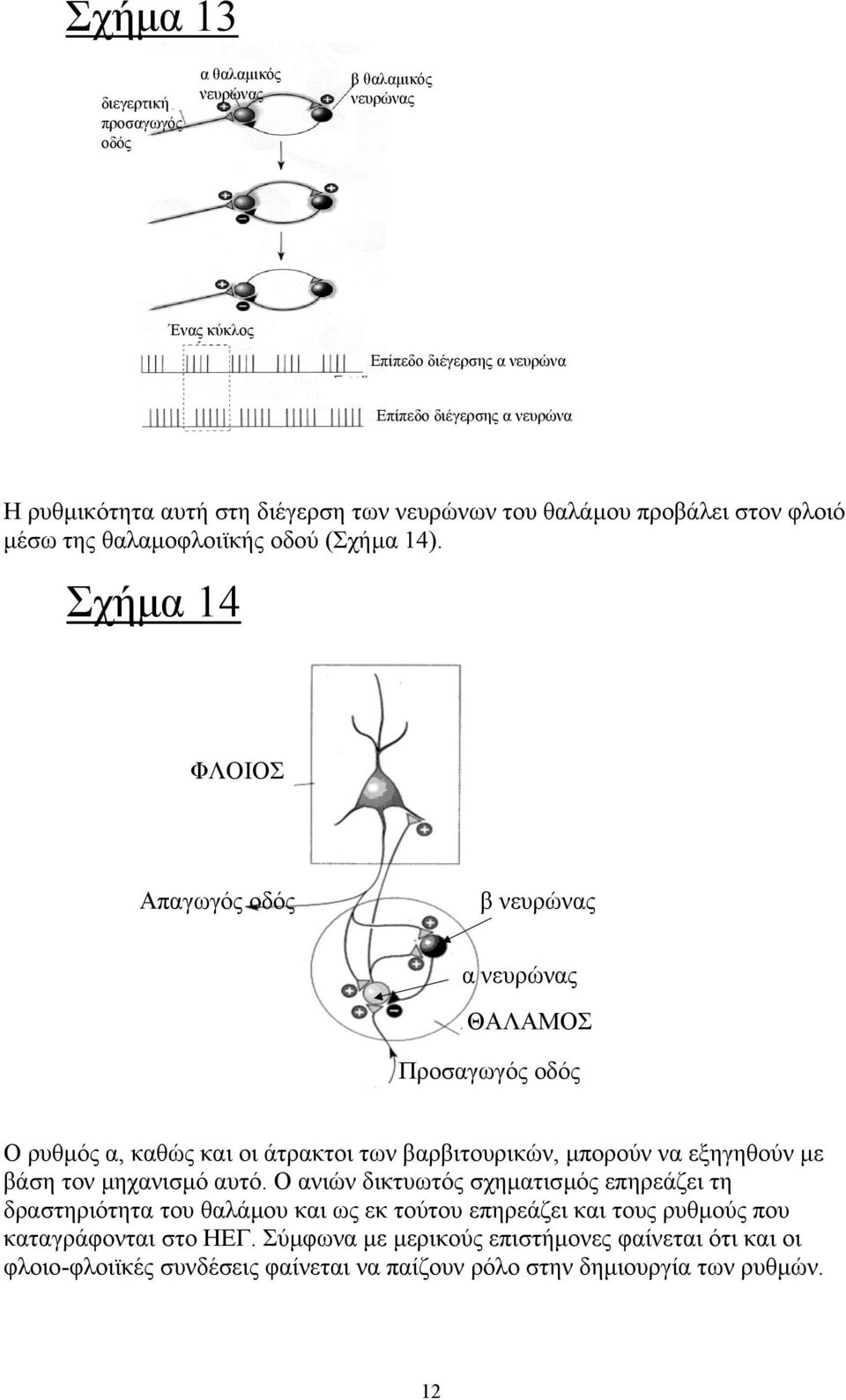 Σχήµα 14 ΦΛΟΙΟΣ Απαγωγός οδός β νευρώνας α νευρώνας ΘΑΛΑΜΟΣ Προσαγωγός οδός Ο ρυθµός α, καθώς και οι άτρακτοι των βαρβιτουρικών, µπορούν να εξηγηθούν µε βάση τον µηχανισµό αυτό.