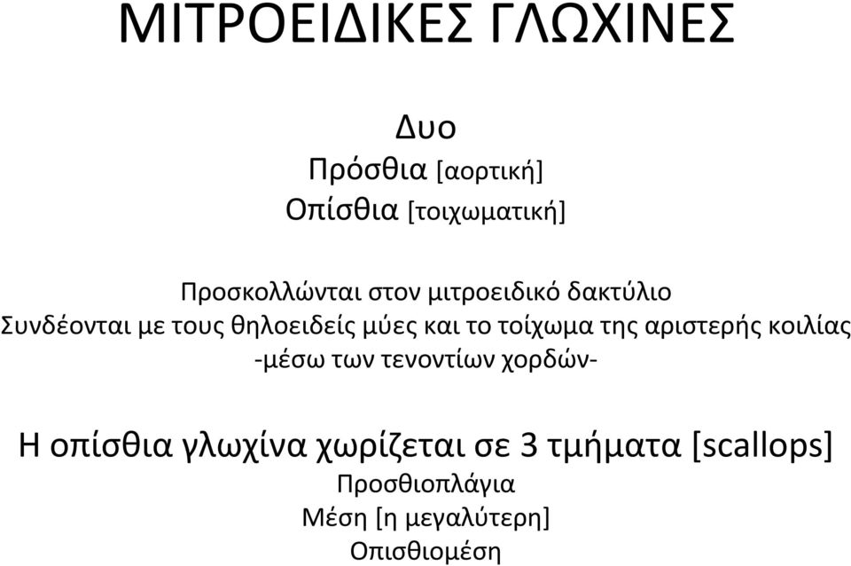 και το τοίχωμα της αριστερής κοιλίας -μέσω των τενοντίων χορδών- Η οπίσθια