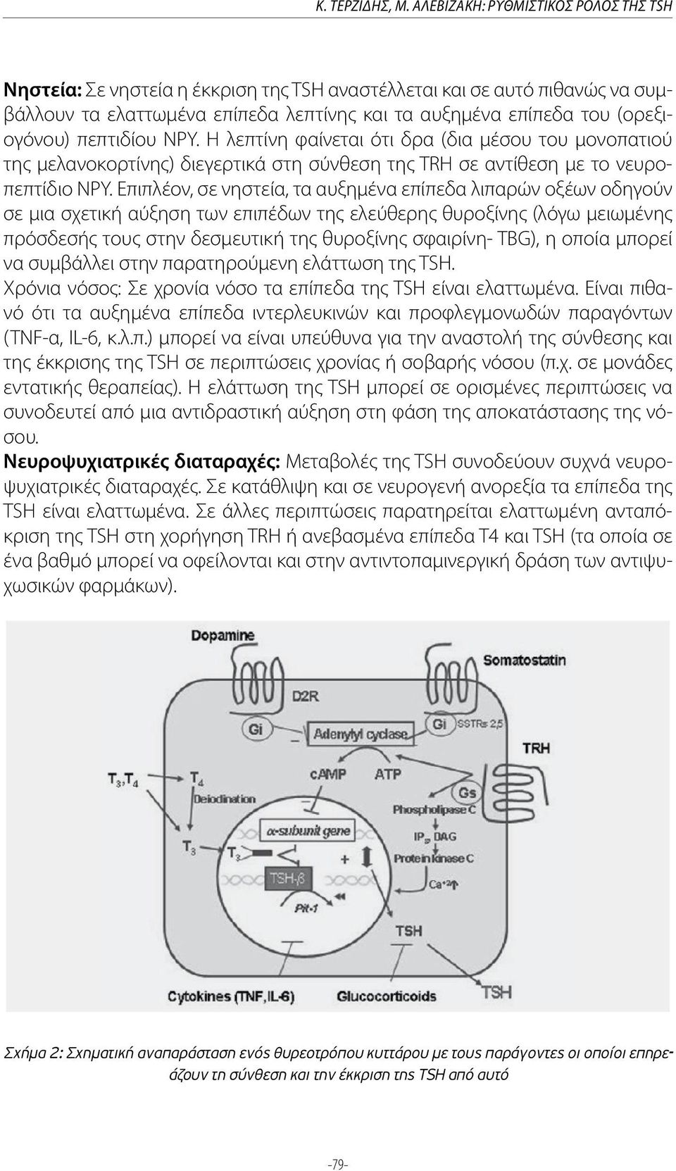 πεπτιδίου NPY. Η λεπτίνη φαίνεται ότι δρα (δια μέσου του μονοπατιού της μελανοκορτίνης) διεγερτικά στη σύνθεση της TRH σε αντίθεση με το νευροπεπτίδιο NPY.