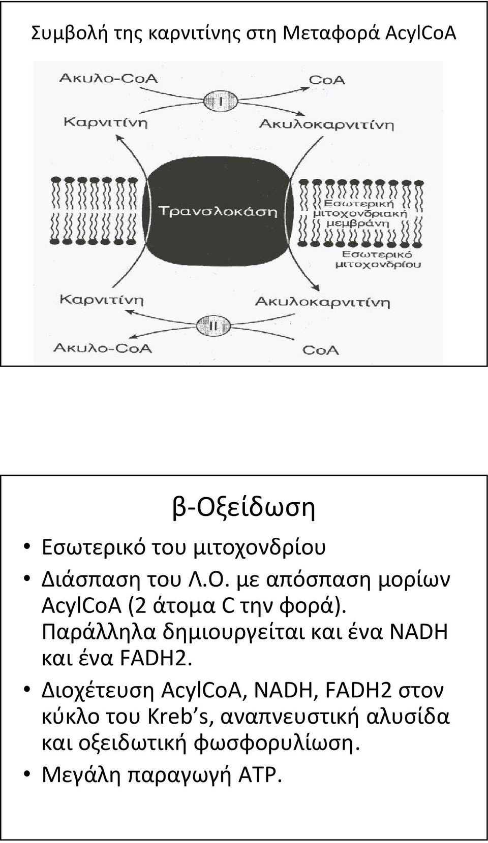 Παράλληλα δημιουργείται και ένα NADH και ένα FADH2.