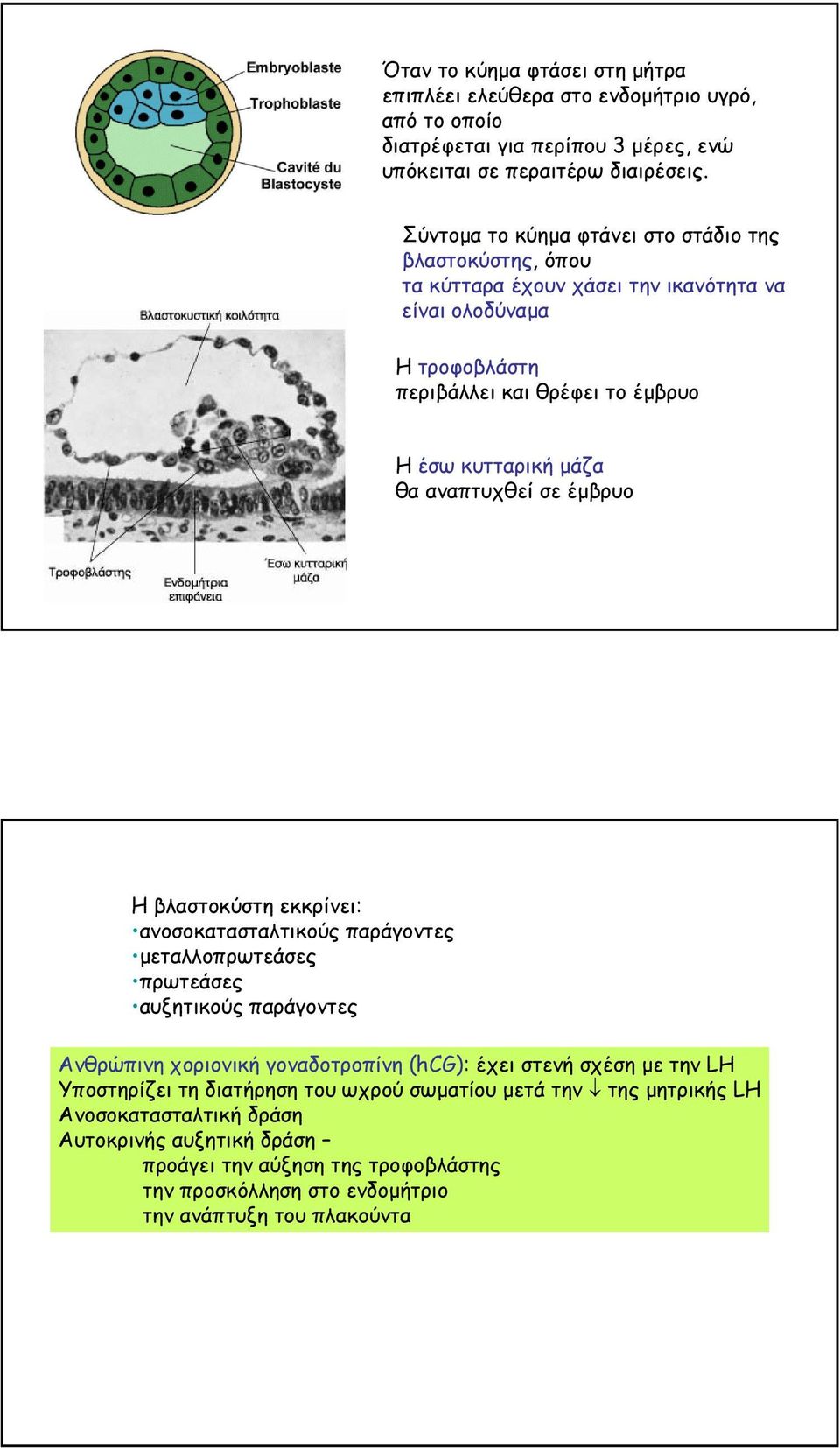 αναπτυχθεί σε έµβρυο Η βλαστοκύστη εκκρίνει: ανοσοκατασταλτικούς παράγοντες µεταλλοπρωτεάσες πρωτεάσες αυξητικούς παράγοντες Ανθρώπινη χοριονική γοναδοτροπίνη (hcg): έχει στενή σχέση