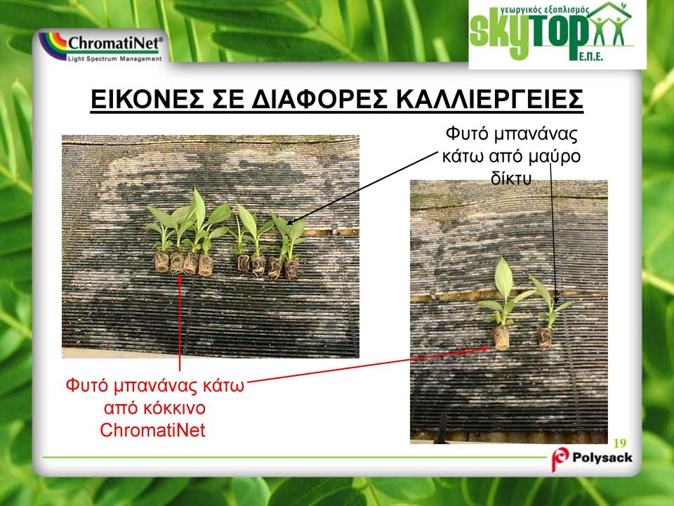 κάτω από μαύρο δίκτυ Φυτό