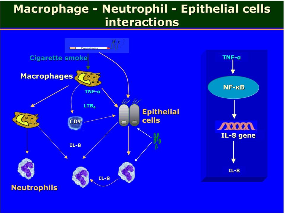 Macrophages TNF-α NF-κB CD8 + LTB 4