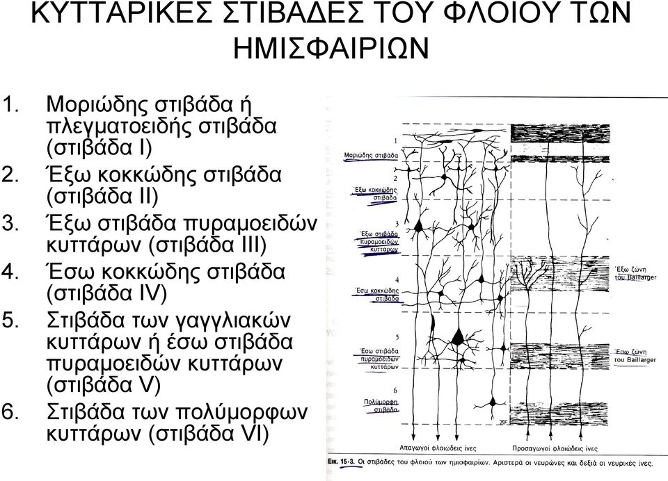 Έξω στιβάδα πυραμοειδών κυττάρων (στιβάδα III) Έσω κοκκώδης στιβάδα (στιβάδα IV) Στιβάδα