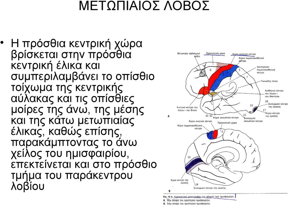 της άνω, της μέσης και της κάτω μετωπιαίας έλικας, καθώς επίσης, παρακάμπτοντας το