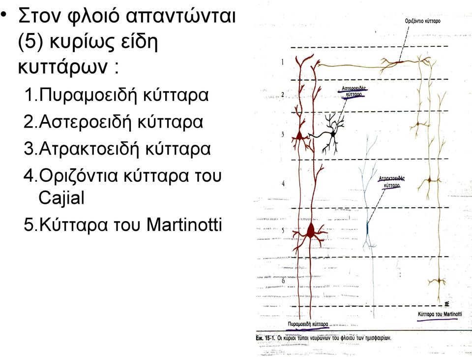 Αστεροειδή κύτταρα 3.