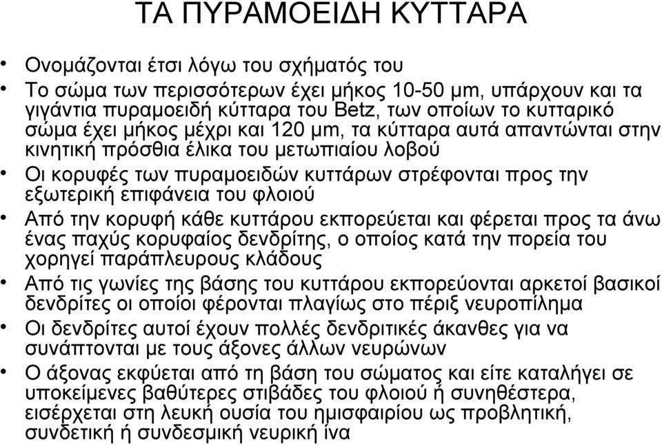 κορυφή κάθε κυττάρου εκπορεύεται και φέρεται προς τα άνω ένας παχύς κορυφαίος δενδρίτης, ο οποίος κατά την πορεία του χορηγεί παράπλευρους κλάδους Από τις γωνίες της βάσης του κυττάρου εκπορεύονται