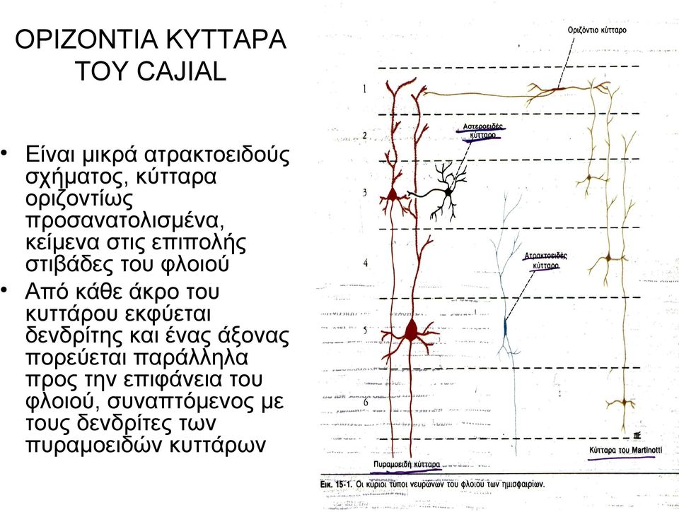 κάθε άκρο του κυττάρου εκφύεται δενδρίτης και ένας άξονας πορεύεται παράλληλα