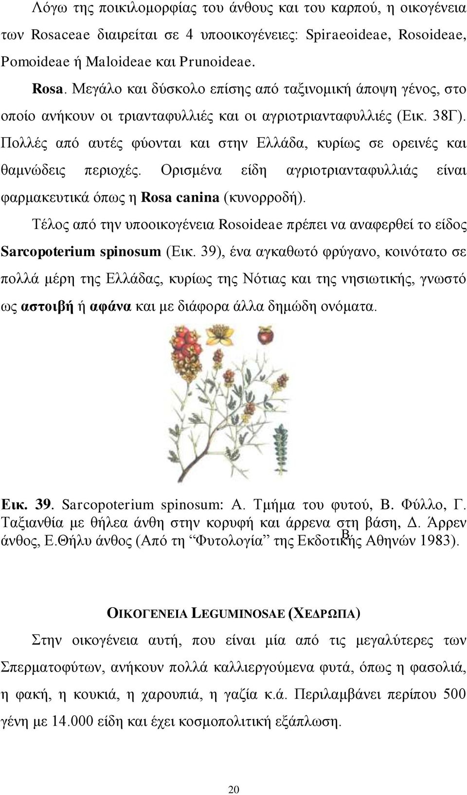 Σέινο από ηελ ππννηθνγέλεηα Rosoideae πξέπεη λα αλαθεξζεί ην είδνο Sarcopoterium spinosum (Δηθ.