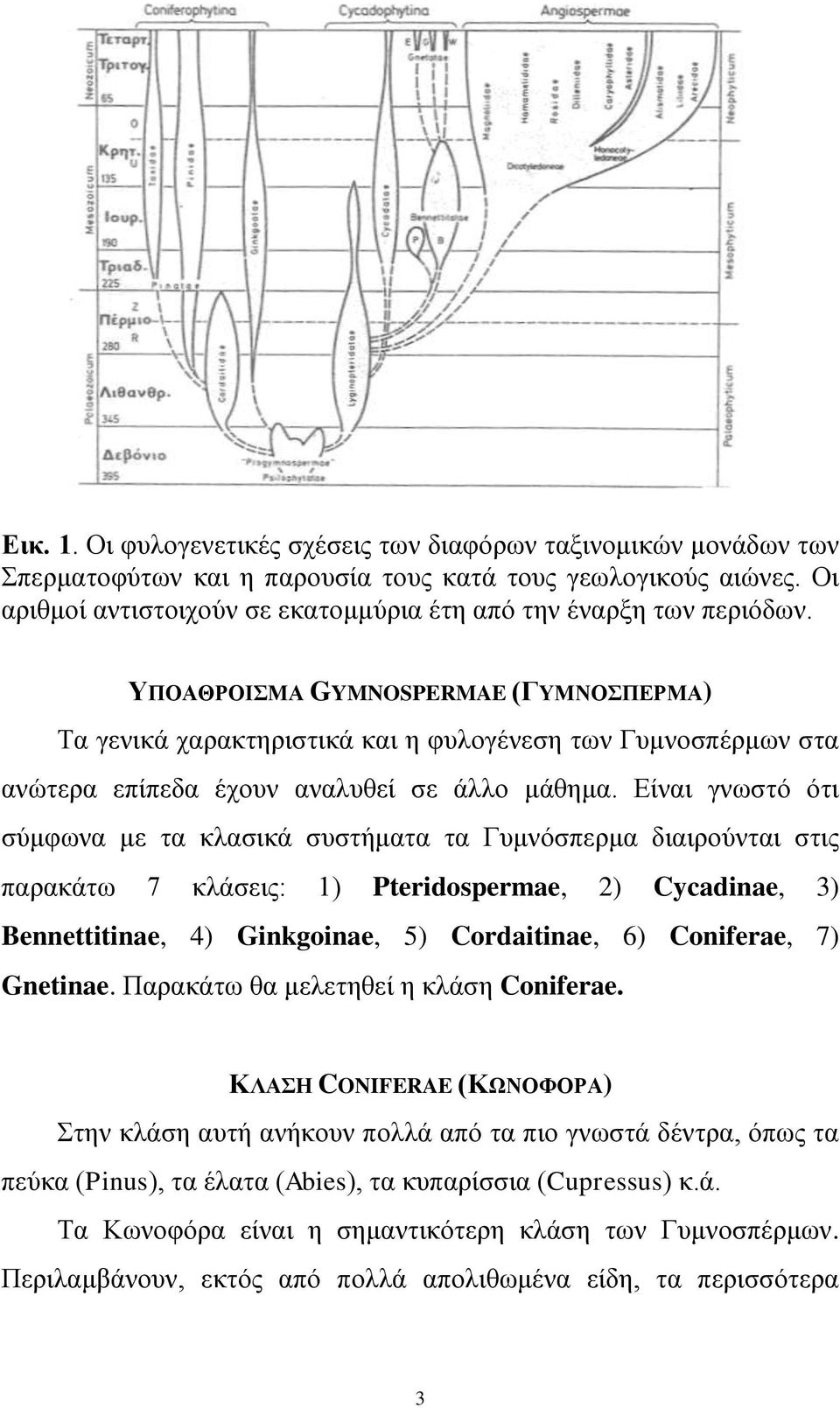 ΤΠΟΑΘΡΟΙΜΑ GYMNOSPERMAE (ΓΤΜΝΟΠΔΡΜΑ) Σα γεληθά ραξαθηεξηζηηθά θαη ε θπινγέλεζε ησλ Γπκλνζπέξκσλ ζηα αλώηεξα επίπεδα έρνπλ αλαιπζεί ζε άιιν κάζεκα.