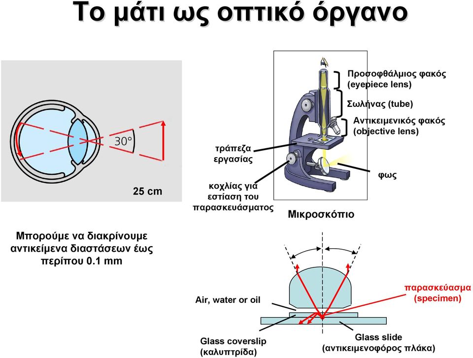 Μικροσκόπιο φως Μπορούμε να διακρίνουμε αντικείμενα διαστάσεων έως περίπου 0.