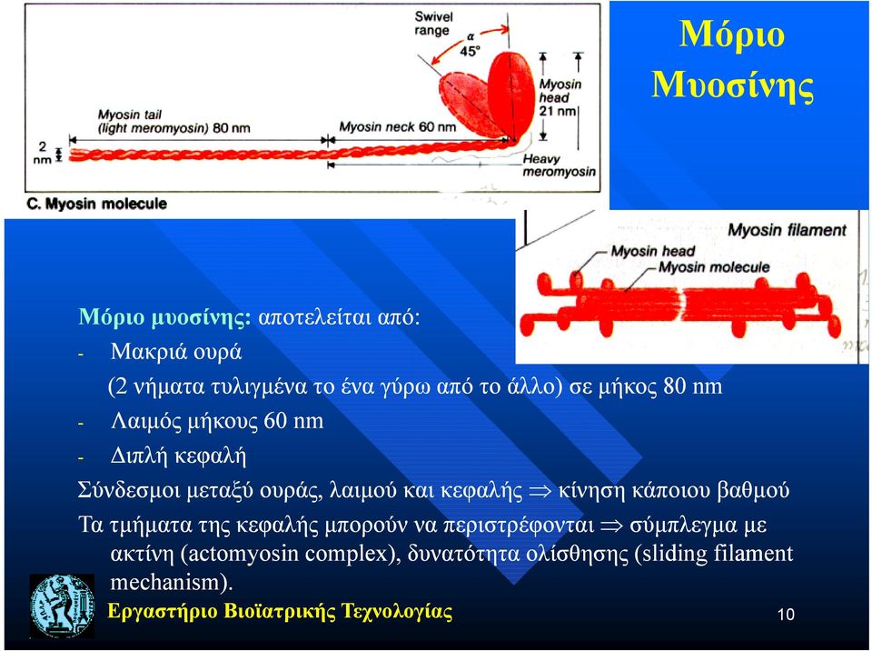 κίνηση κάποιου βαθμού Τα τμήματα της κεφαλής μπορούν να περιστρέφονται σύμπλεγμα με ακτίνη