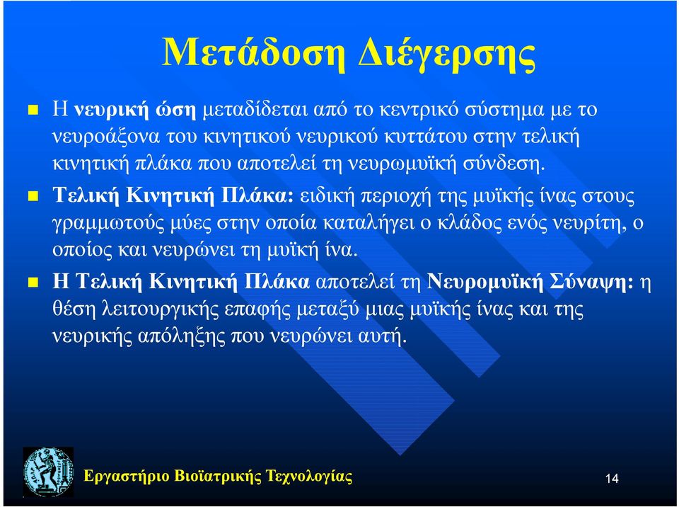 Τελική Τλ ήκ Κινητική Πλάκα: ειδική περιοχή της μυϊκής ίνας στους γραμμωτούς μύες στην οποία καταλήγει ο κλάδος ενός νευρίτη,, ο