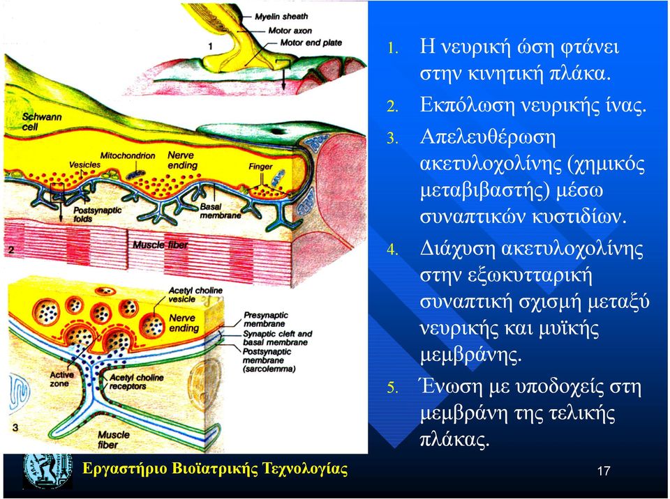 Διάχυση ακετυλοχολίνης στην εξωκυτταρική συναπτική σχισμή μήμ μεταξύ νευρικής και