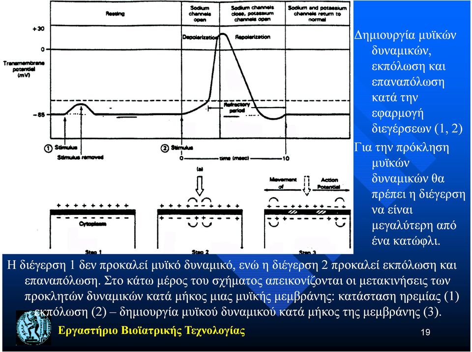 Η διέγερση 1 δεν προκαλεί μυϊκό δυναμικό, ενώ η διέγερση 2 προκαλεί εκπόλωση και επαναπόλωση.