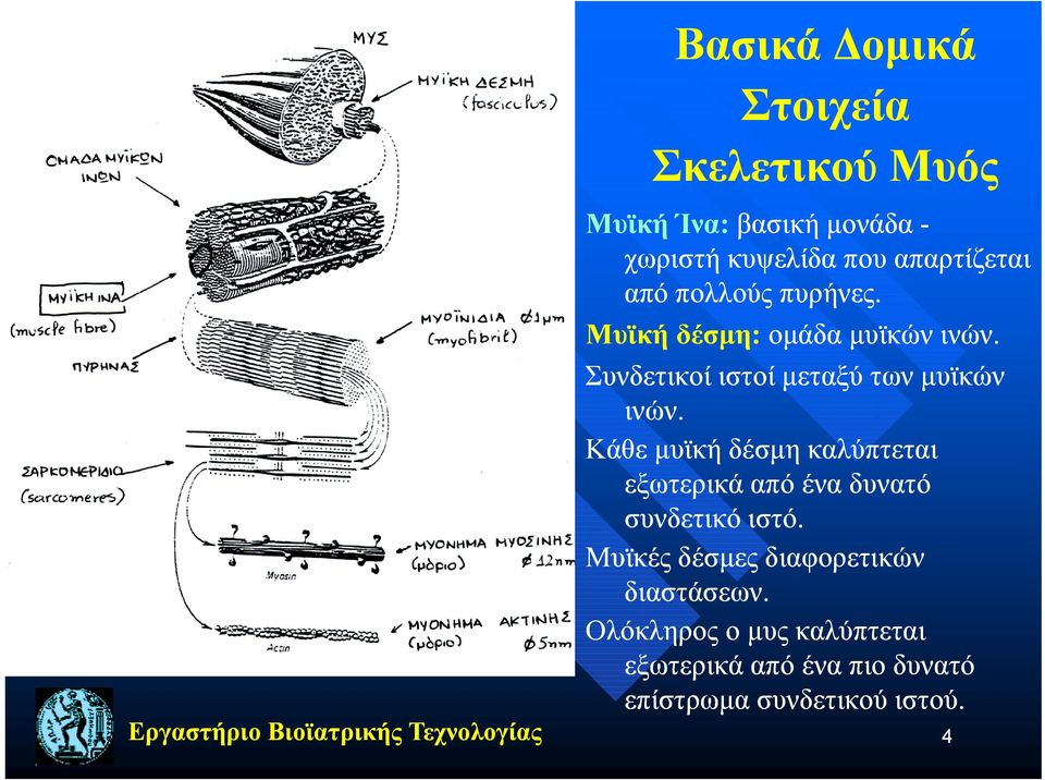 Κάθε μυϊκή δέσμη καλύπτεται εξωτερικά από ένα δυνατό συνδετικό ιστό.