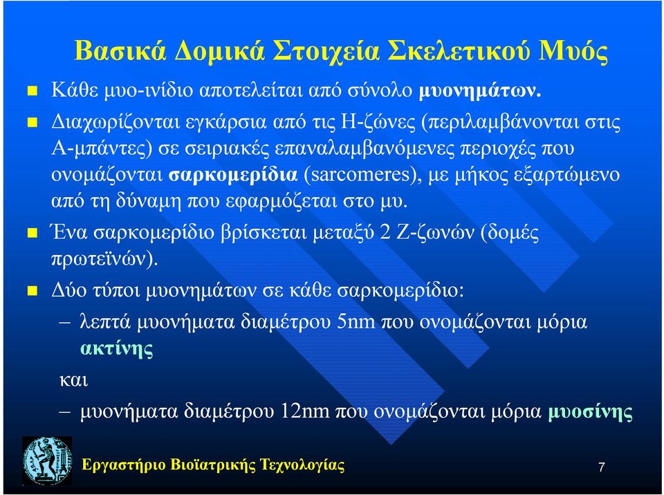 σαρκομερίδια (sarcomeres), με μήκος εξαρτώμενο από τη δύναμη που εφαρμόζεται στο μυ.