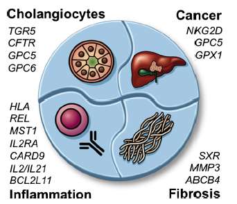 ΠΣΧ γενετικοί παράγοντες Folseraas et al, J Hepatol Aug 2012 Risk factor Crohn s dis Biliary microbiota 2001-2009 Ellinghaus et al,